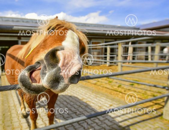 Horse making faces
