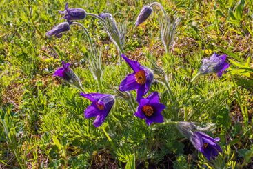 Blommande Backsippor på en äng