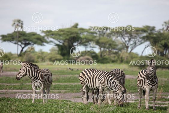 Zebra Botswana Africa savannah wild animal picture