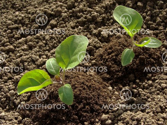äggplantor plantor