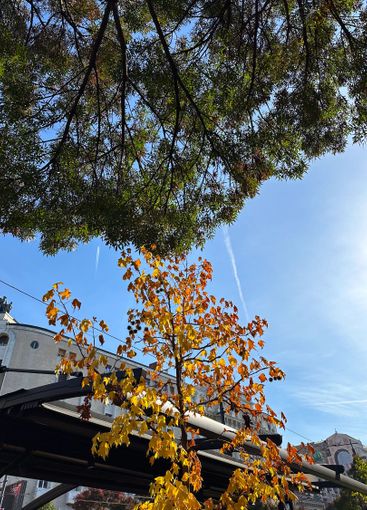 Autumn leaves and branches frame a clear blue sky above...