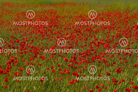 Mohnblüten - Poppy