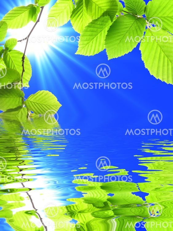 green summer leaves