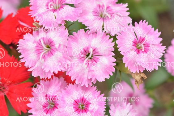 closeup of pink Dianthus barbatus flowers