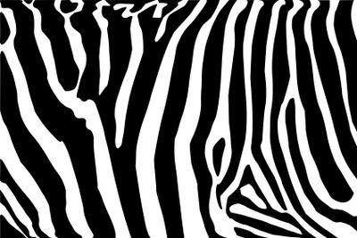 zebra