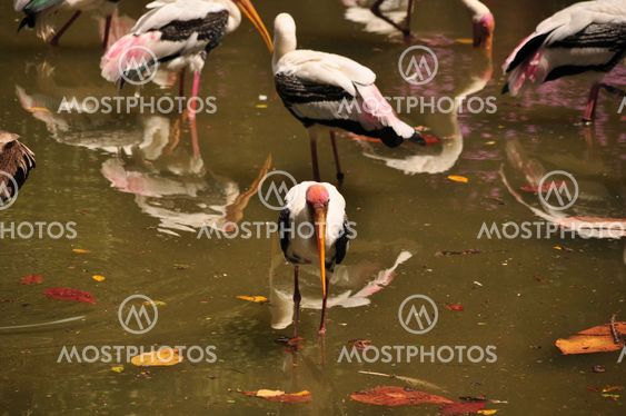 A Lonely Stork