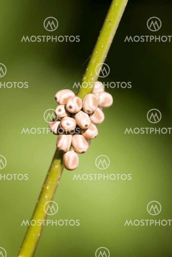 animal eggs