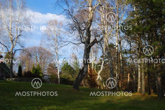 Autumn in countryside