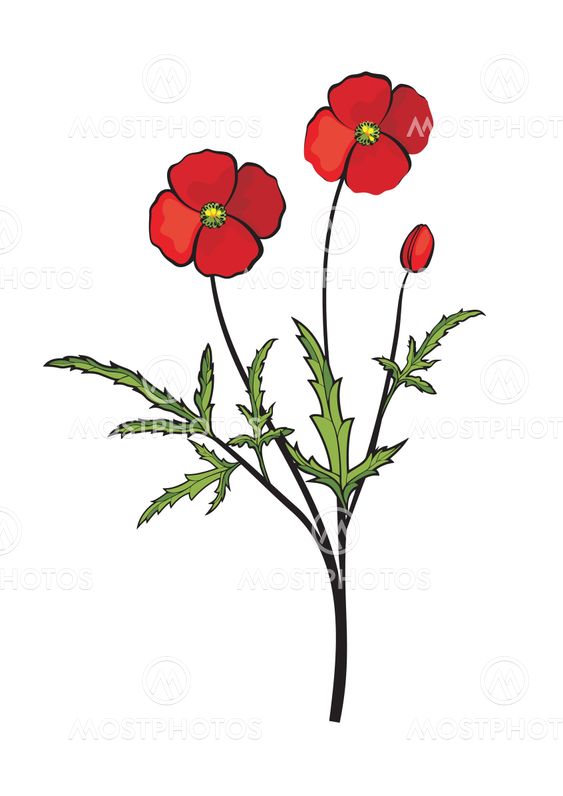 Vector illustration med röd blomma, vallmo.