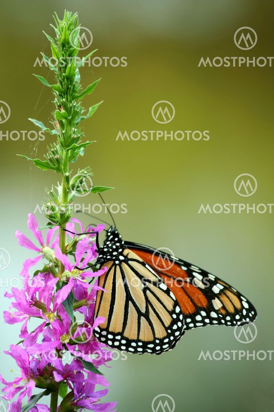 Feeding monarch butterfly