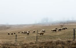 Herd of sheep on the meadow in foggy early morning
