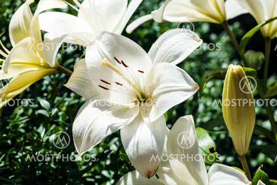 white flower of Lilium close up in green garden