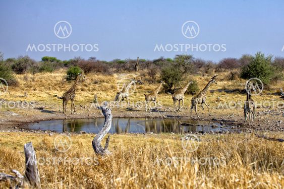 a group of four giraffe running away near a waterhole in etosha national park namibia africa