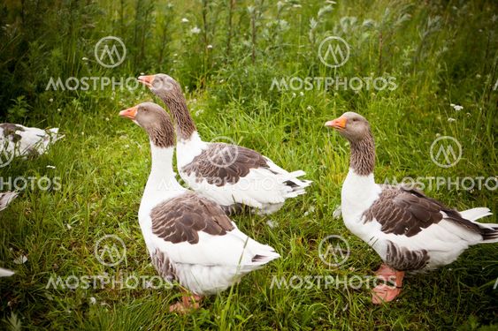 Domestic Ducks