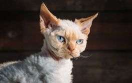 Obedient Devon Rex Cat With Bright White Orange Fur...