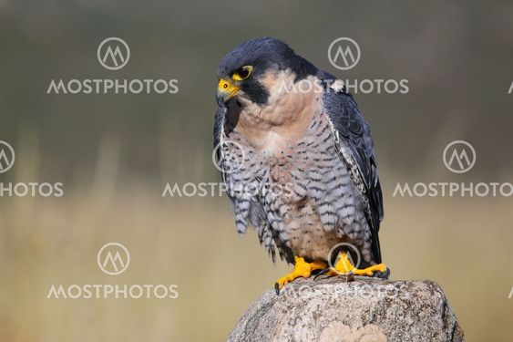 Peregrine falcon sitting on a rock
