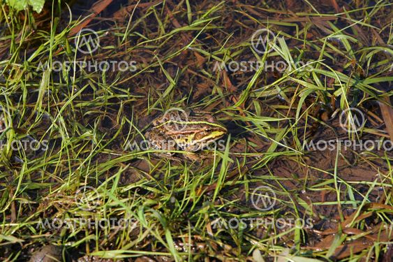 Frog in river
