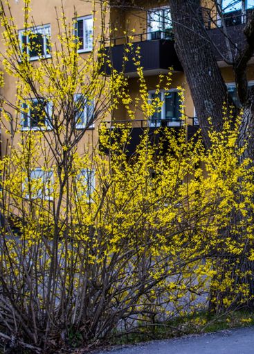 Forsythia buske