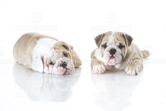 Cute english bulldog puppies isolated