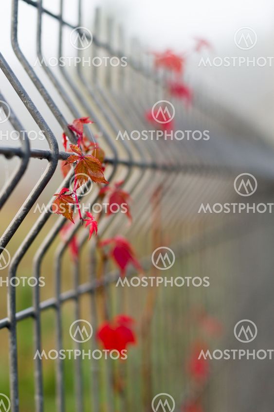 Red vine on protection metal rod fence