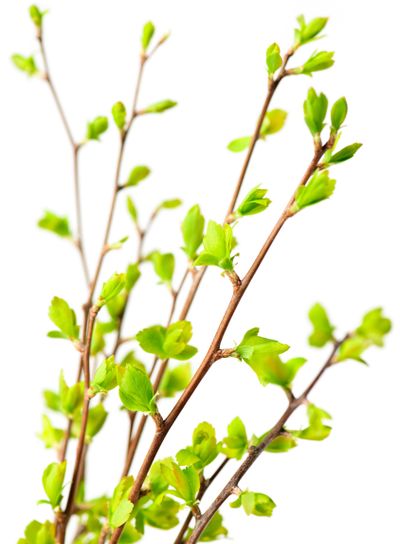 Branches with green spring leaves