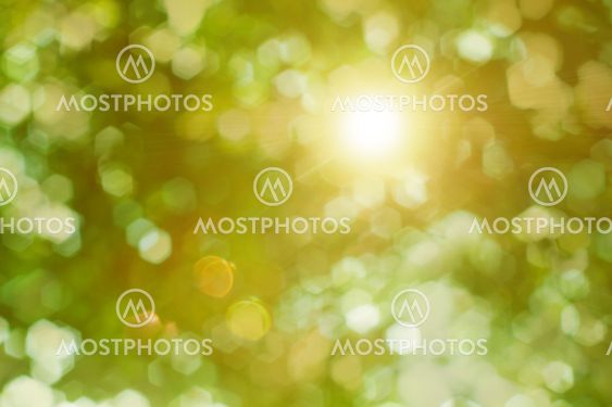 Sun rays shining through the foliage