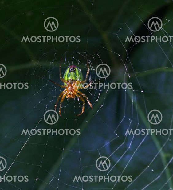 Spider´s afternoon_50