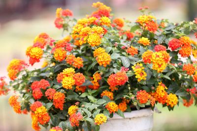 Colorful of Lantana Flowers.
