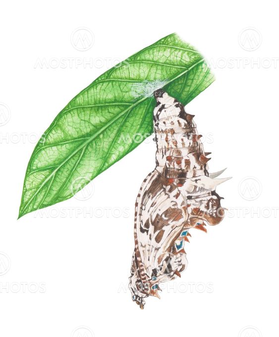 pupa
