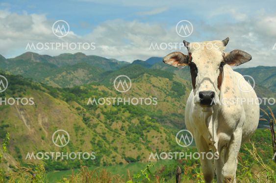 Mountain Beef