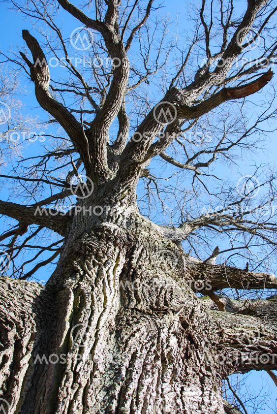 Old big oak