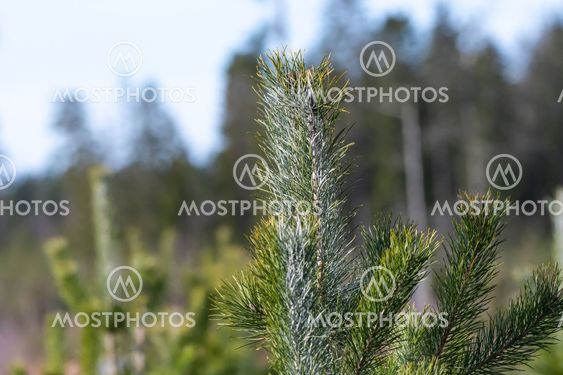 Tallplanta som behandlats med viltskyddsmedel för att...