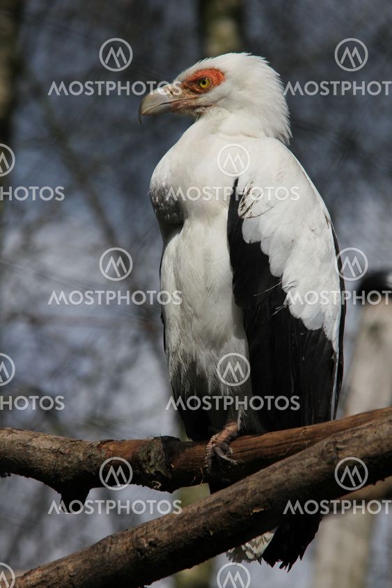 Palm-nut Vulture