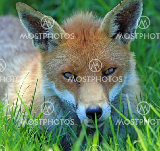 Fox