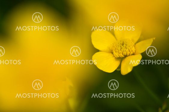 Buttercup