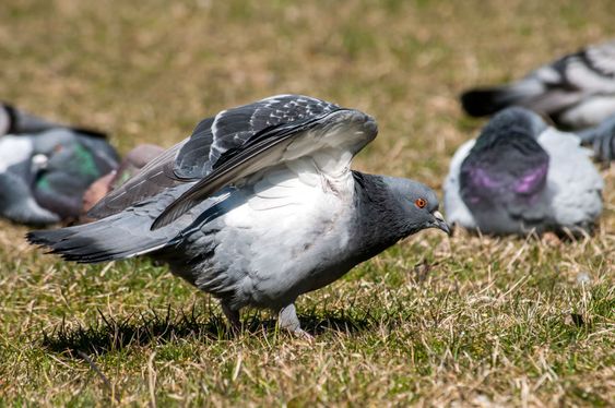 Rock feral pigeon doves