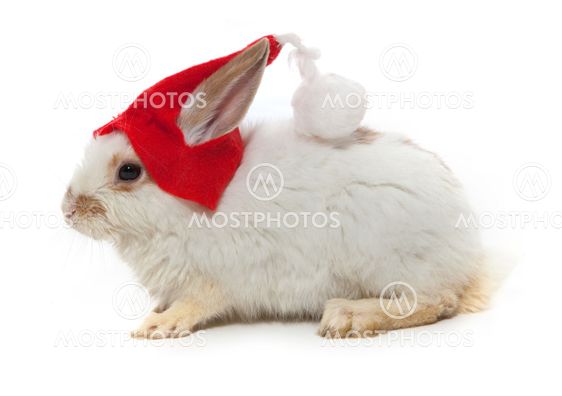 Kanin ja red hat
