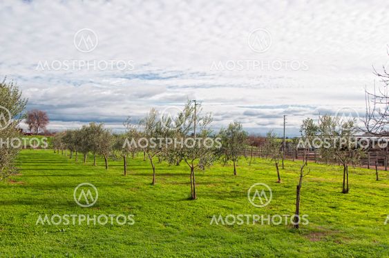 A plantation of olive trees