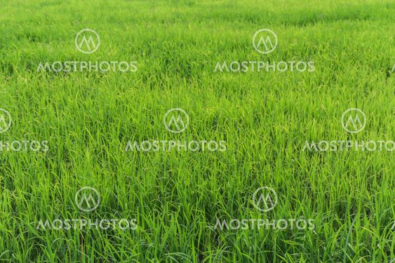 Green rice field