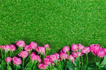 Pink roses blooming on vibrant green grass create a...