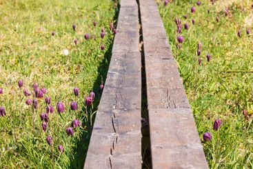 Chess flower in bloom at a nature reserve with a wooden...