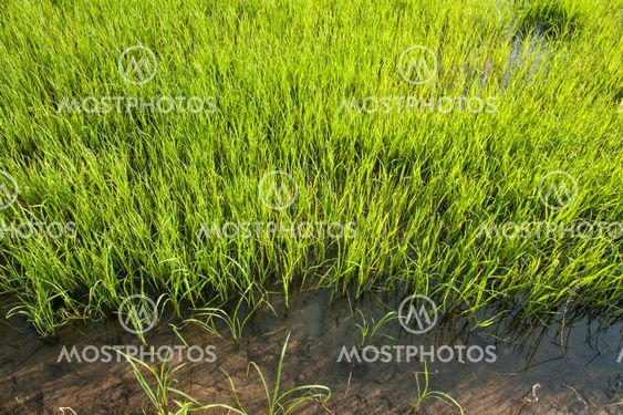 Seedlings of rice growing in paddy fields with water