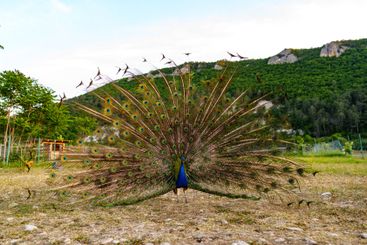 A vibrant peacock displaying its colorful feathers in a...