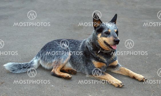 Australian Cattle Dog