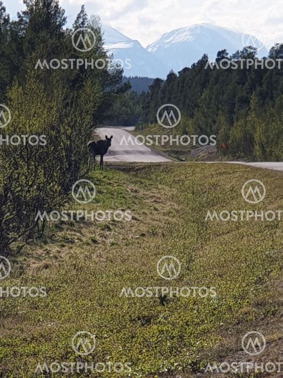 Älg på Nikkaluoktavägen