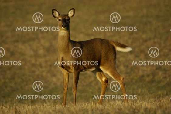 White-tailed deer