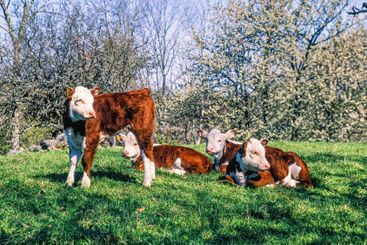 Calves in a meadow by blooming cherry trees on a sunny...
