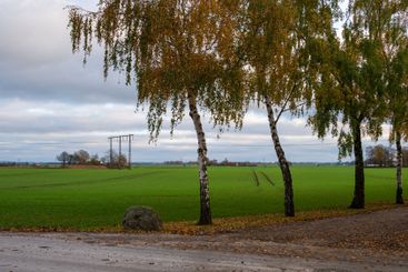 Birch trees along green farm field in Skåne Sweden...