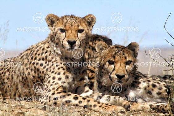 cheetah in etoasha national park namibia