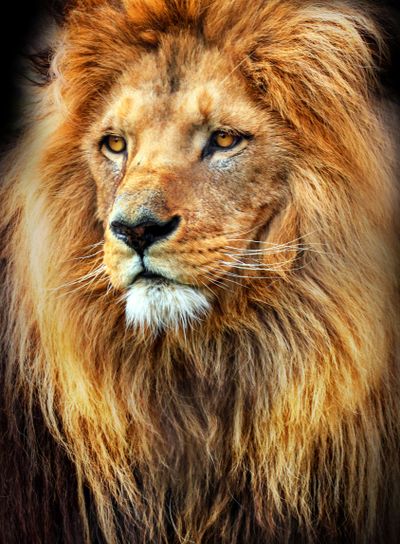 Amazing photo of a lion with a great mane. King of animals.